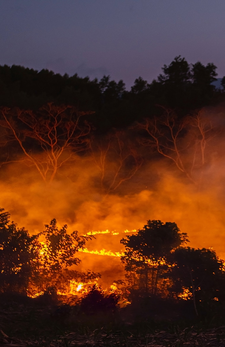 Forest fire at night